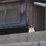 猫島行ってきたよ！