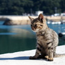 猫島行ってきたよ！
