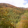 尾瀬の紅葉