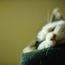 zzzz