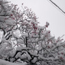 雪中梅①