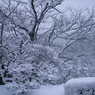 雪中梅④