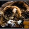 猫のシンバ