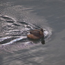 鳥の気持ち