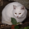 猫3