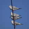 鳥の特権