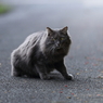 猫6