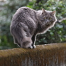 猫7