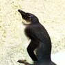 夢見るペンギン