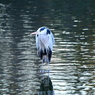 ボロボロ鳥