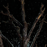 White tree