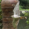 Air Race