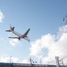 空に舞う鶴