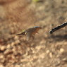 カワセミの飛翔(5)
