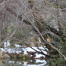 池のほとりで