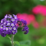 花ｈａｎａ