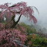 霧の枝垂れ桜