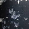 キタカブトクラゲ