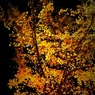 IMG_0090[1]