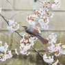 ヒヨドリと桜