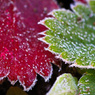 Morning to freeze.