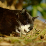 ちどり公園の猫 3 日なたと猫
