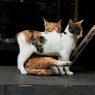 猫撮り散歩774
