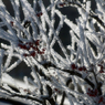 -10℃の朝 - 樹霜花5