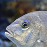 アクアリウムの魚たち 02 - 鳥羽水族館