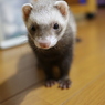 ココ