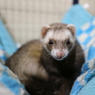 ココ