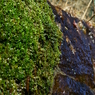 苔と水