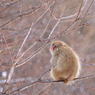 瞑想　～小雪舞う中で～