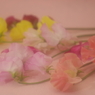 春色の花束2