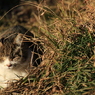 寝たふり、寝たふり・・・（猫２）
