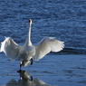 秘技　白鳥の湖　2/4