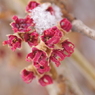 雪の中でまんず咲く2