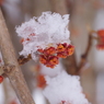 雪の中でまんず咲く3