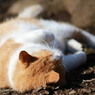 新宿御苑にいた猫その4
