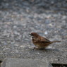 代々木の雀