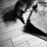 Cat Dancer - 7