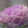 花の気分