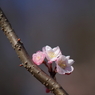 十月桜
