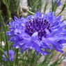 P1040665