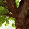 Huge trunk near Indian Gate