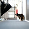 tokyo cat