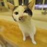 猫8