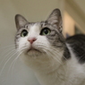 猫12