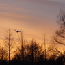 鶴居村の夕景ー５