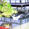 金閣寺に訪ねる鶴様